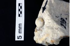 Foto (Detailansicht) von Coelopus sp. (NHMW-GEO-1990-0041-0239)